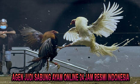 Situs Agen Judi Sabung Ayam Online Terpercaya 24 Jam